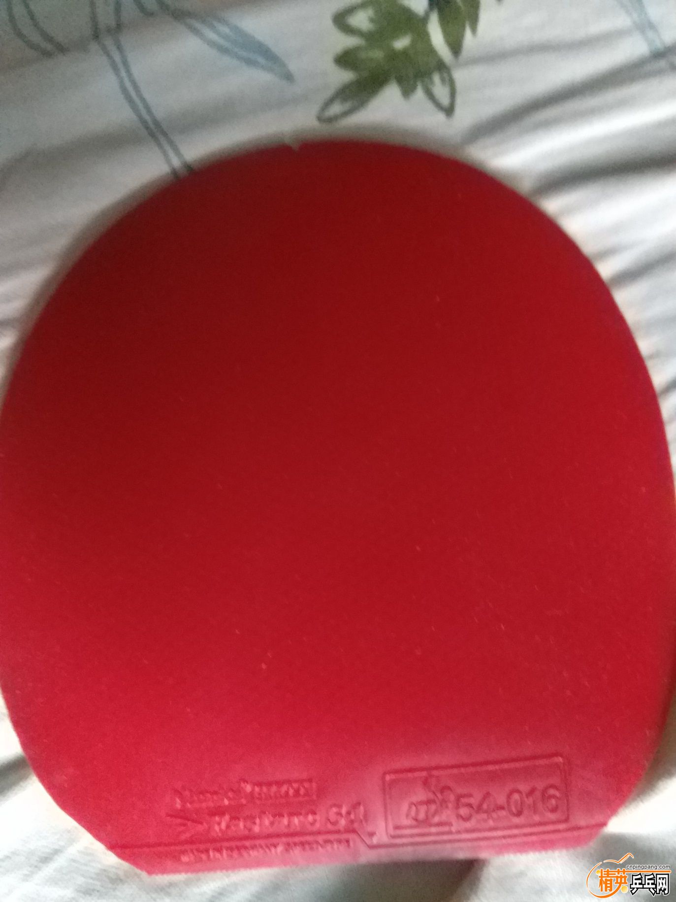 131947spt13q53q1yly1t5.jpg