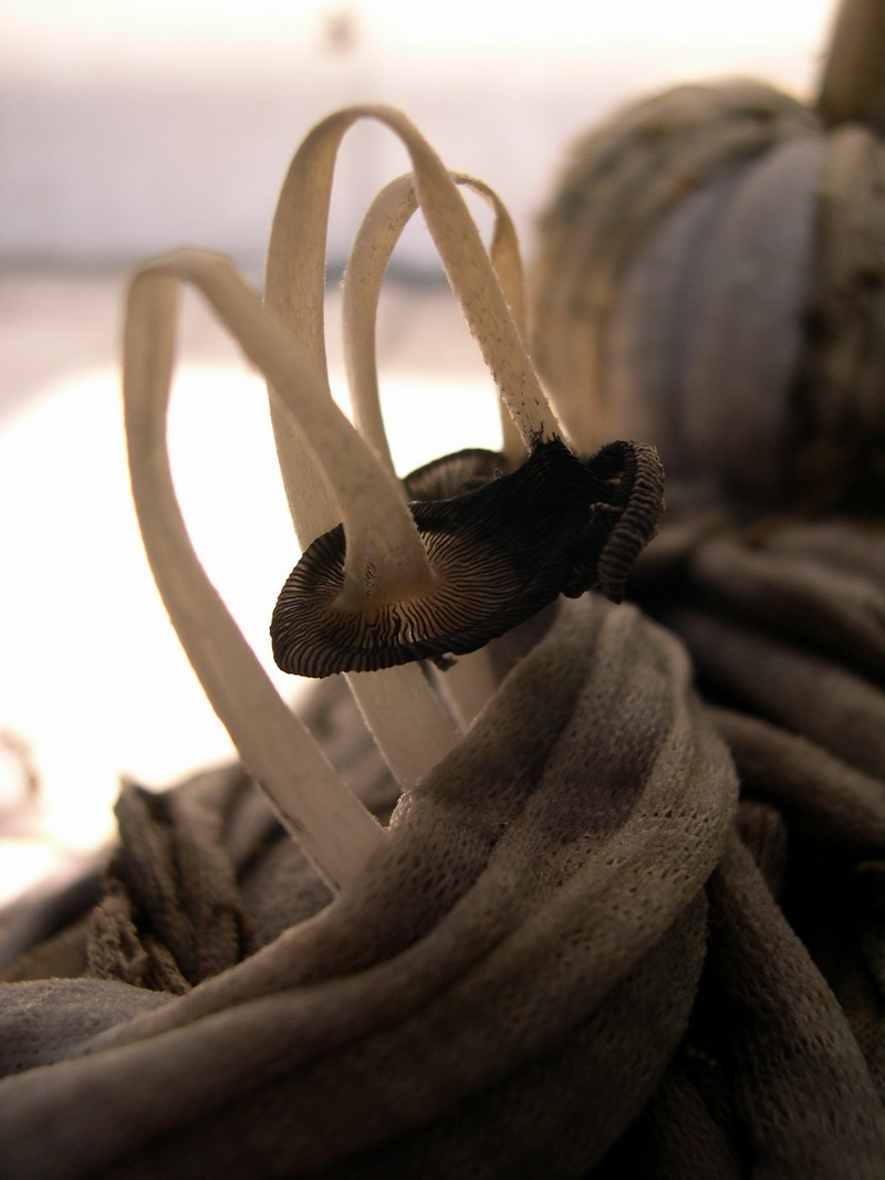 ��˵С���������סУ��