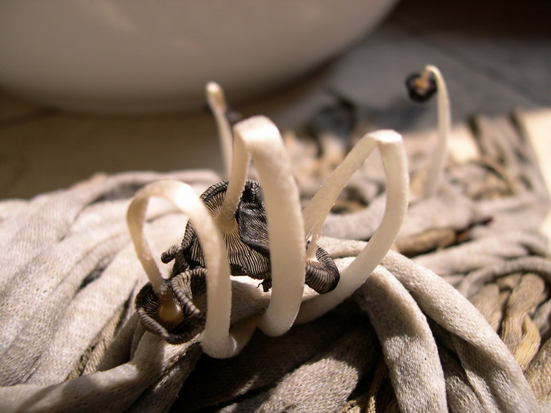 ��˵С���������סУ��