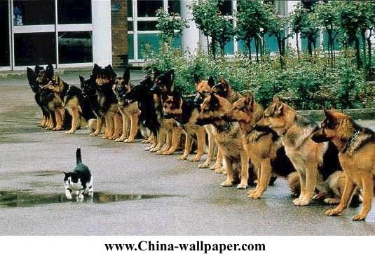 ������ô����Ƭ�ŵ�������