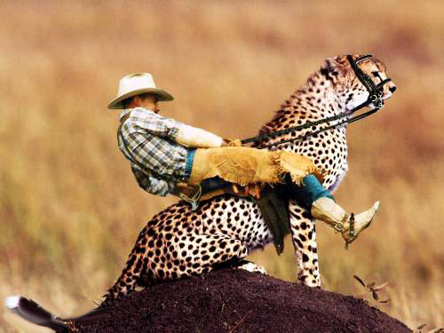 �����֪��zball������ʲô���ĳ�����