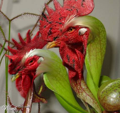 �����֪��zball������ʲô���ĳ�����