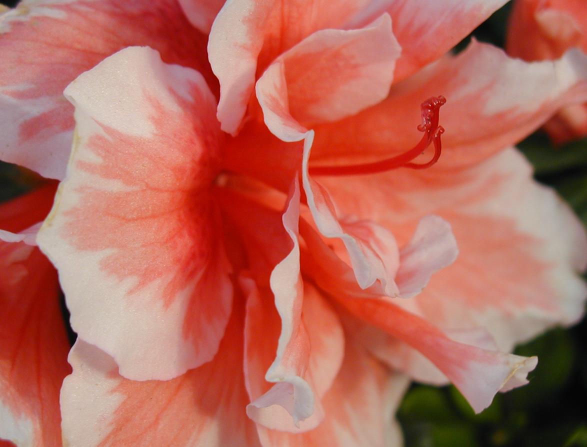 [������ͼ]С���ε���Ƭ�ǣ������к��ڼӹ��ģ���7��24�ո��£���