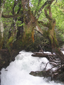 ��������ʥ������