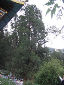 ��������ʥ������