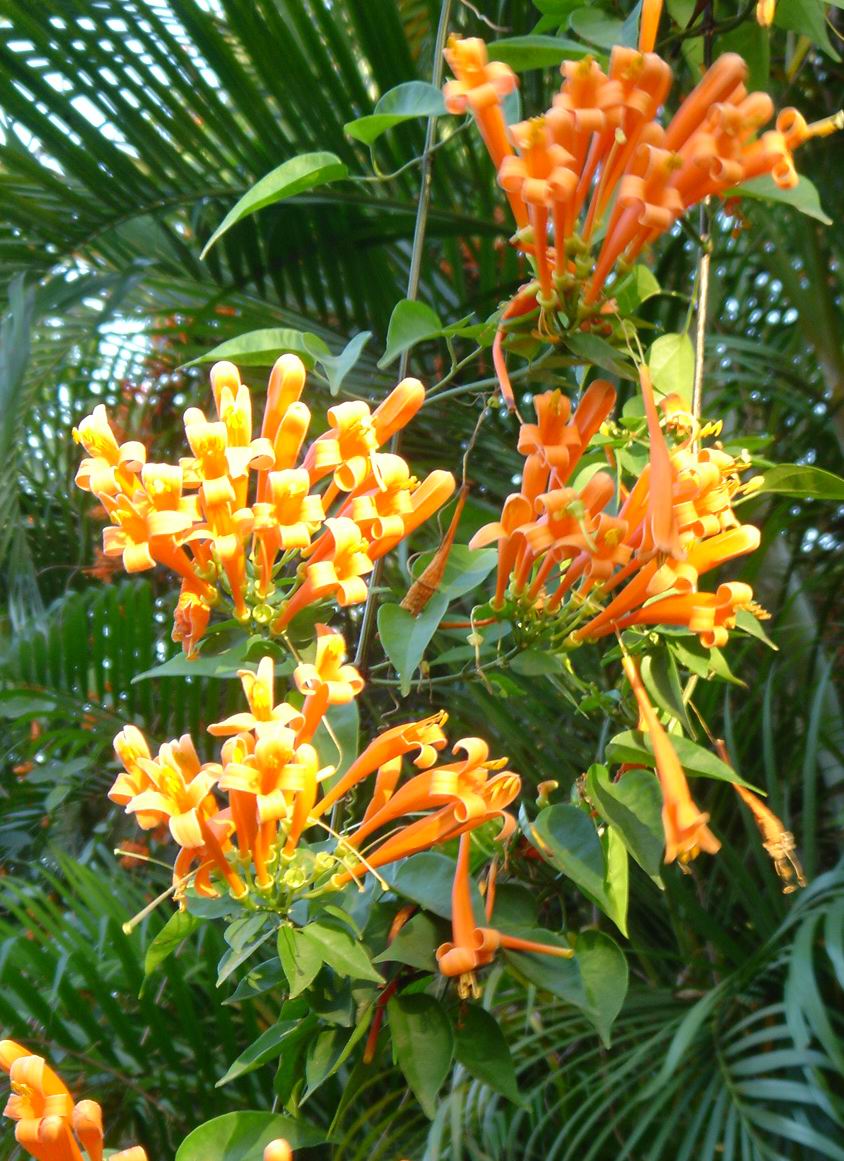 ��Ӣ��չ���ջ�