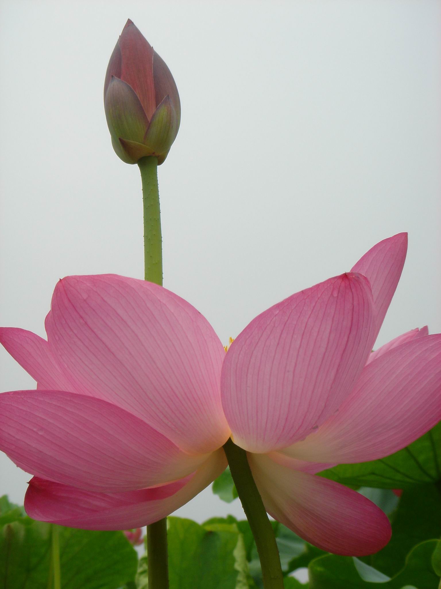 ��Ӣ��չ ֮��