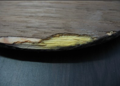 ��һֻ2��YEII ,����FL���л�170Ԫ������,(�д����˿)!