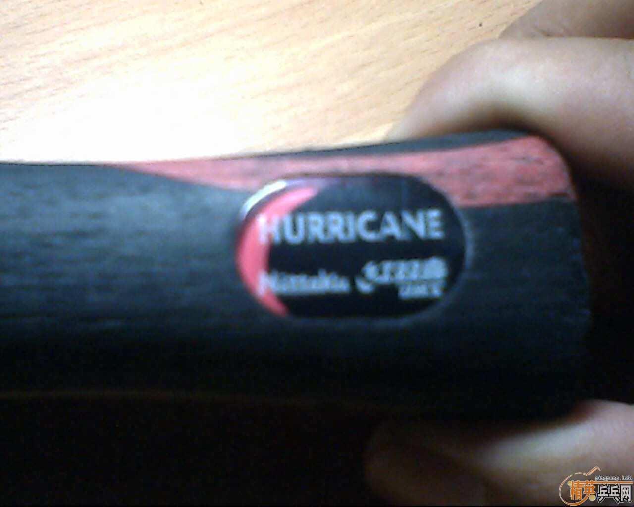 ����˫ϲ���ϵ�� H-WN  ����һֻ