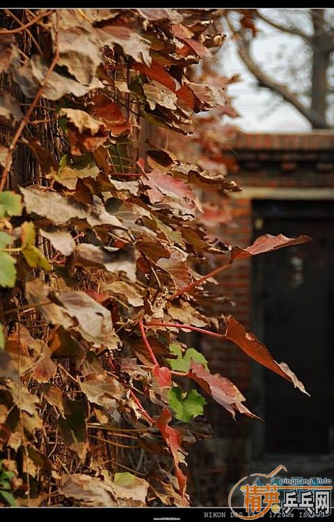 ���ϲ������Ӱ����Ū������Ƭ����ҿ���