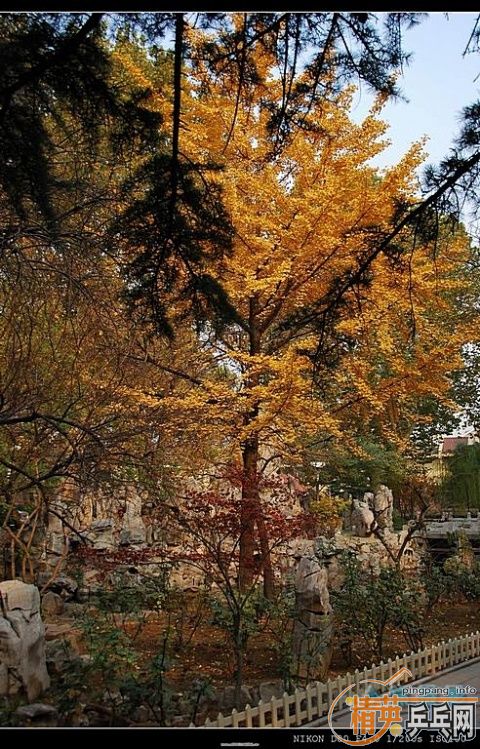 ���ϲ������Ӱ����Ū������Ƭ����ҿ���