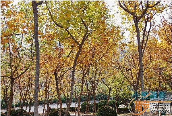 ���ϲ������Ӱ����Ū������Ƭ����ҿ���