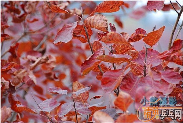 ���ϲ������Ӱ����Ū������Ƭ����ҿ���