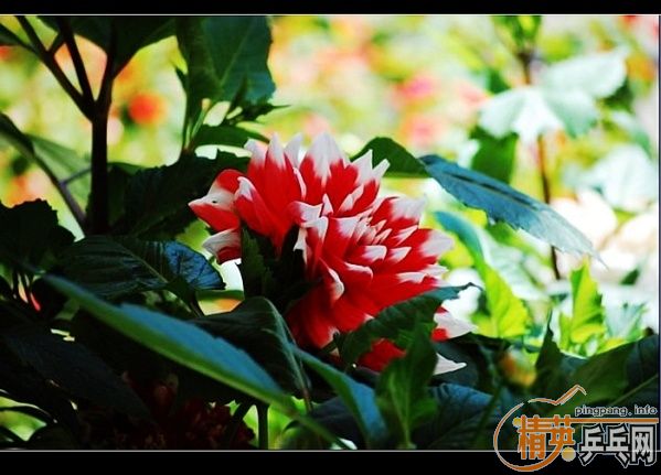 ���ϲ������Ӱ����Ū������Ƭ����ҿ���