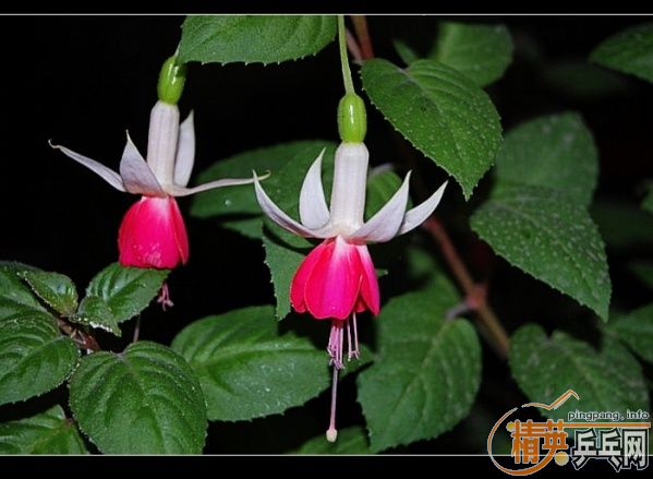 ���ϲ������Ӱ����Ū������Ƭ����ҿ���