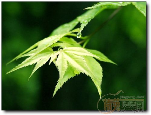 ��������ϼ�Ĩ��ɫ��