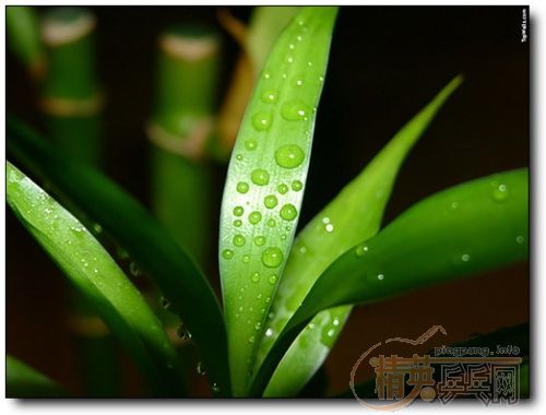 ��������ϼ�Ĩ��ɫ��