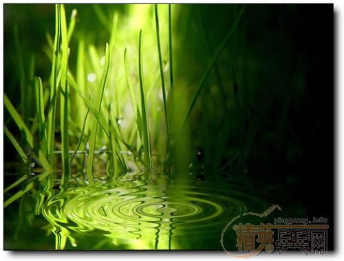 ��������ϼ�Ĩ��ɫ��