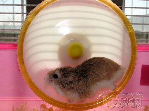 �����Ҽ���ġ���ƹ���򡱡�����