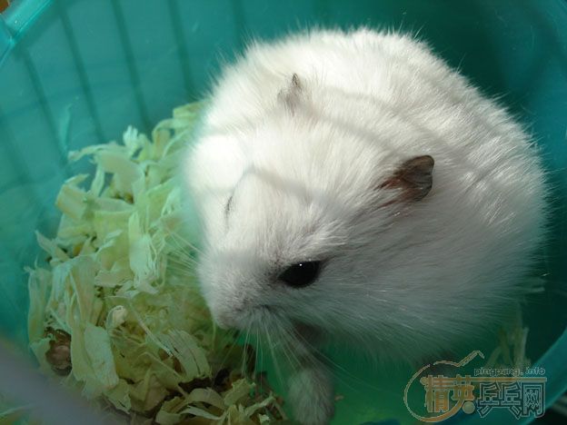 �����Ҽ���ġ���ƹ���򡱡�����