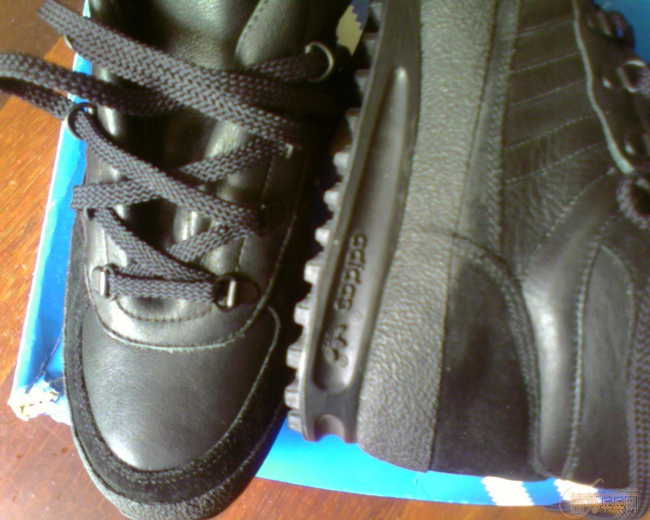 ���ϴ�˹��Ҷ��Ь�ӽ�����̼������!