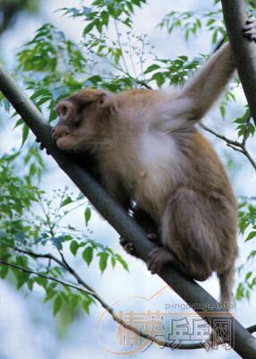 [����]�ҿ����������������ƹ����Ƶϵ�У������߹ۿ����ٶȱ��죩