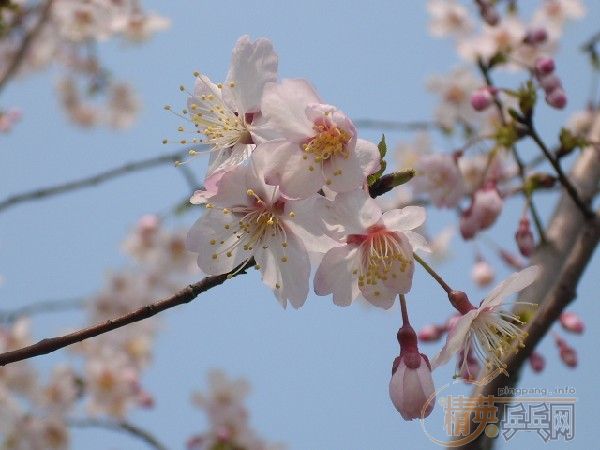 �û�����Ԩ̶��ӣ��