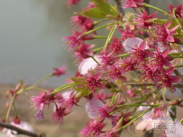 �û�����Ԩ̶��ӣ��