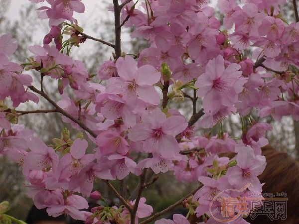 �û�����Ԩ̶��ӣ��