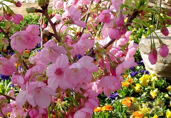 �û�����Ԩ̶��ӣ��