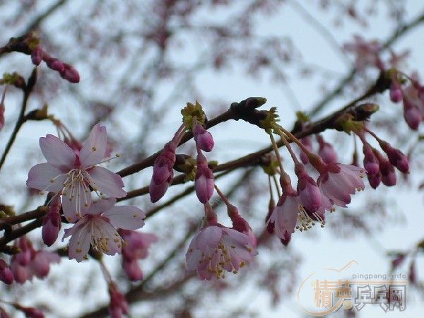 �û�����Ԩ̶��ӣ��