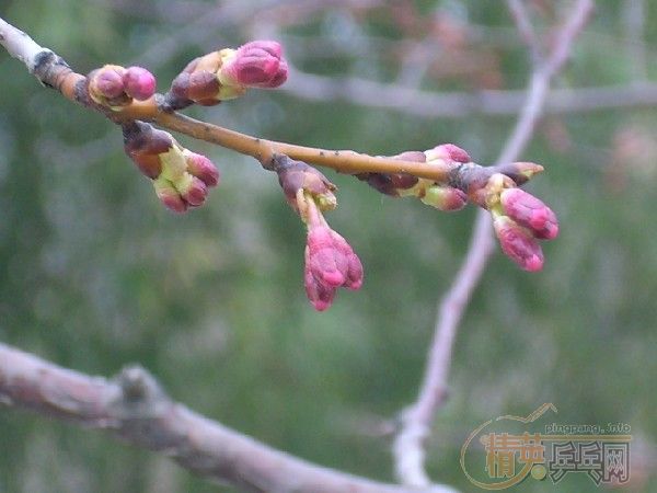 �û�����Ԩ̶��ӣ��