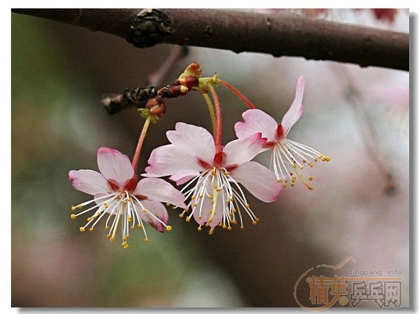 �û�����Ԩ̶��ӣ��