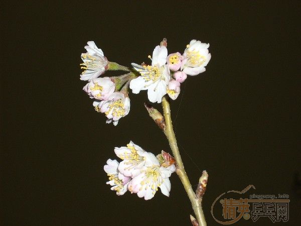 �û�����Ԩ̶��ӣ��