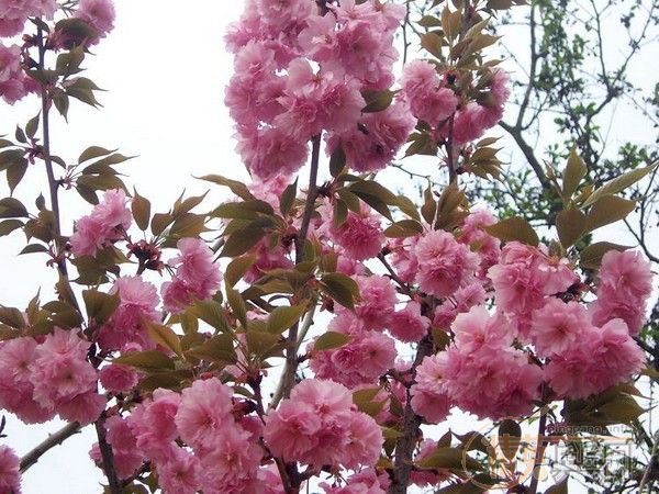 �û�����Ԩ̶��ӣ��