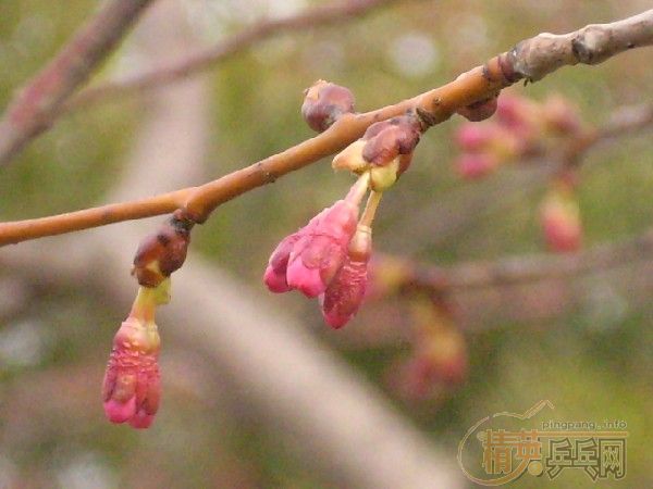 �û�����Ԩ̶��ӣ��