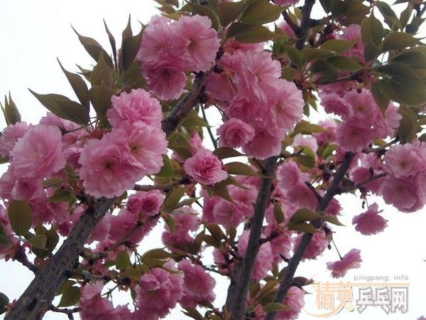 �û�����Ԩ̶��ӣ��