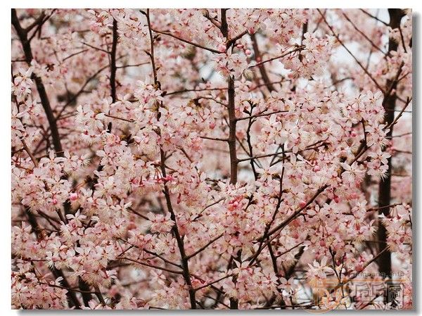 �û�����Ԩ̶��ӣ��