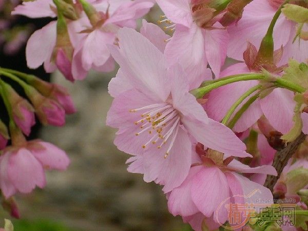 �û�����Ԩ̶��ӣ��