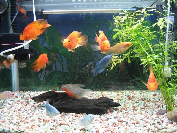 �������Ҽҵ����Ư������