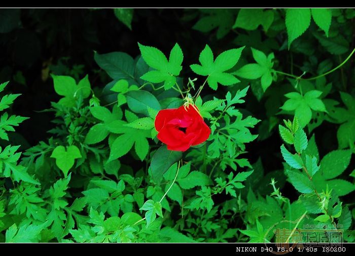 ���ϲ������Ӱ����Ū������Ƭ����ҿ���