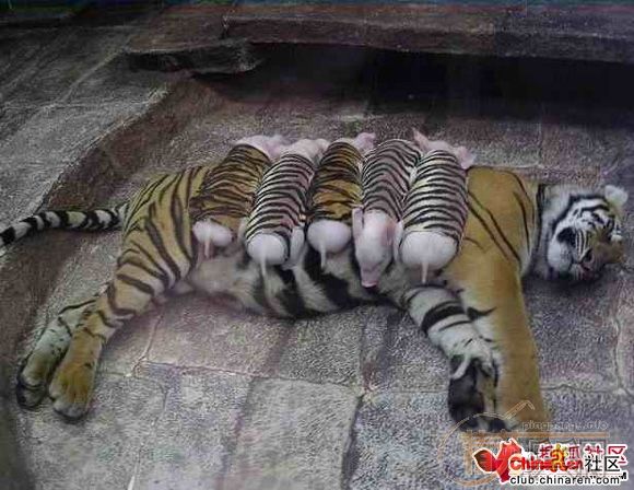 [��ͼ]�ϻ��Ĵ�˵