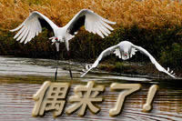 ����ÿ�ձ�������