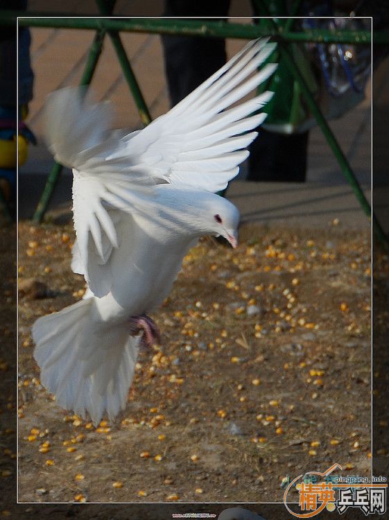 ���ϲ������Ӱ����Ū������Ƭ����ҿ���