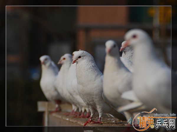 ���ϲ������Ӱ����Ū������Ƭ����ҿ���