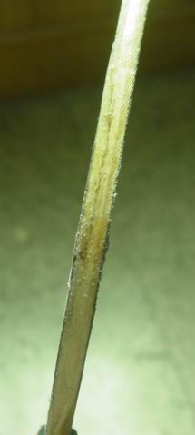 ��ֱ��STIGAˮ����ǿ��