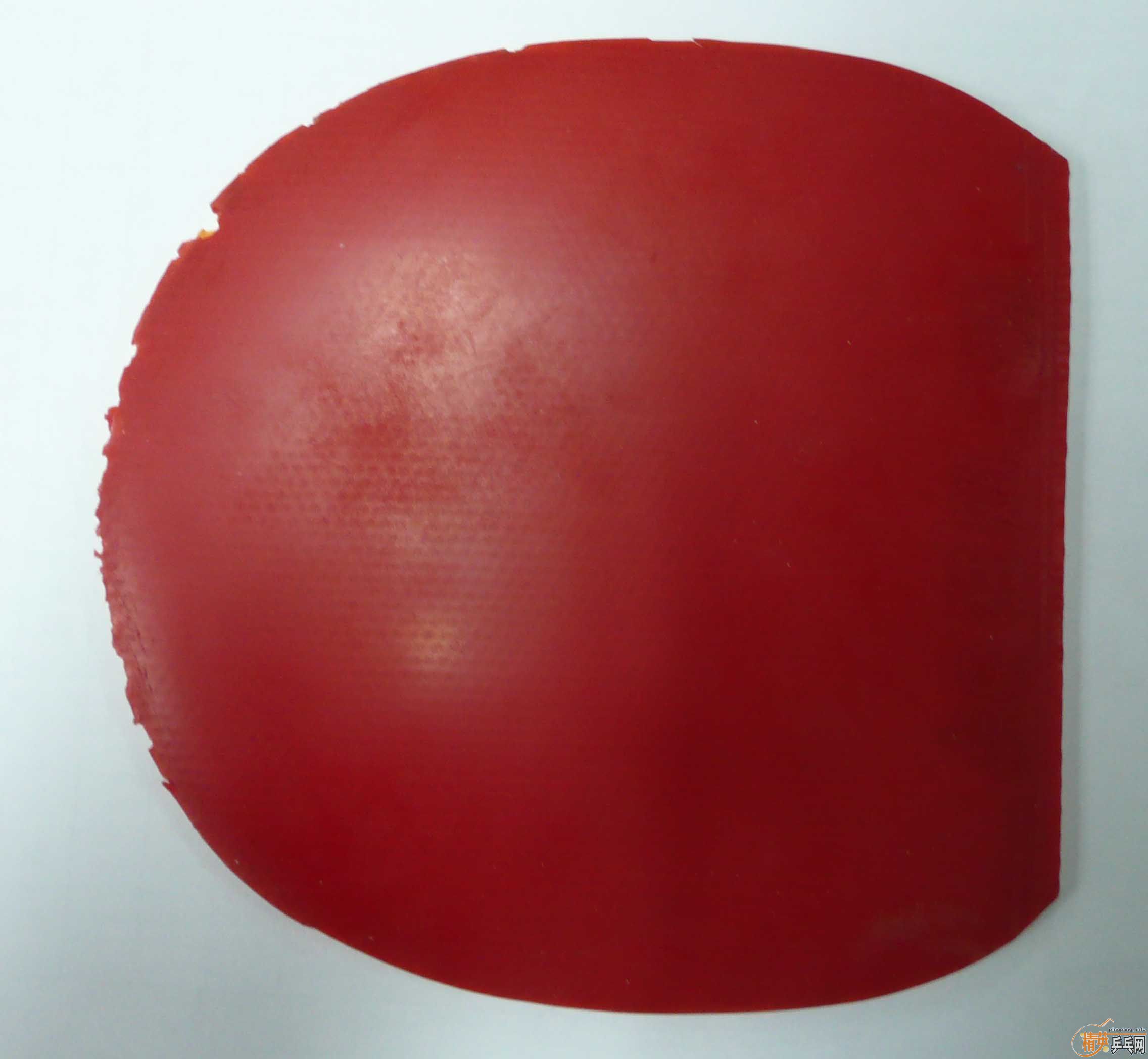 �����ģ����Ƶĳ�һֻ��֫����