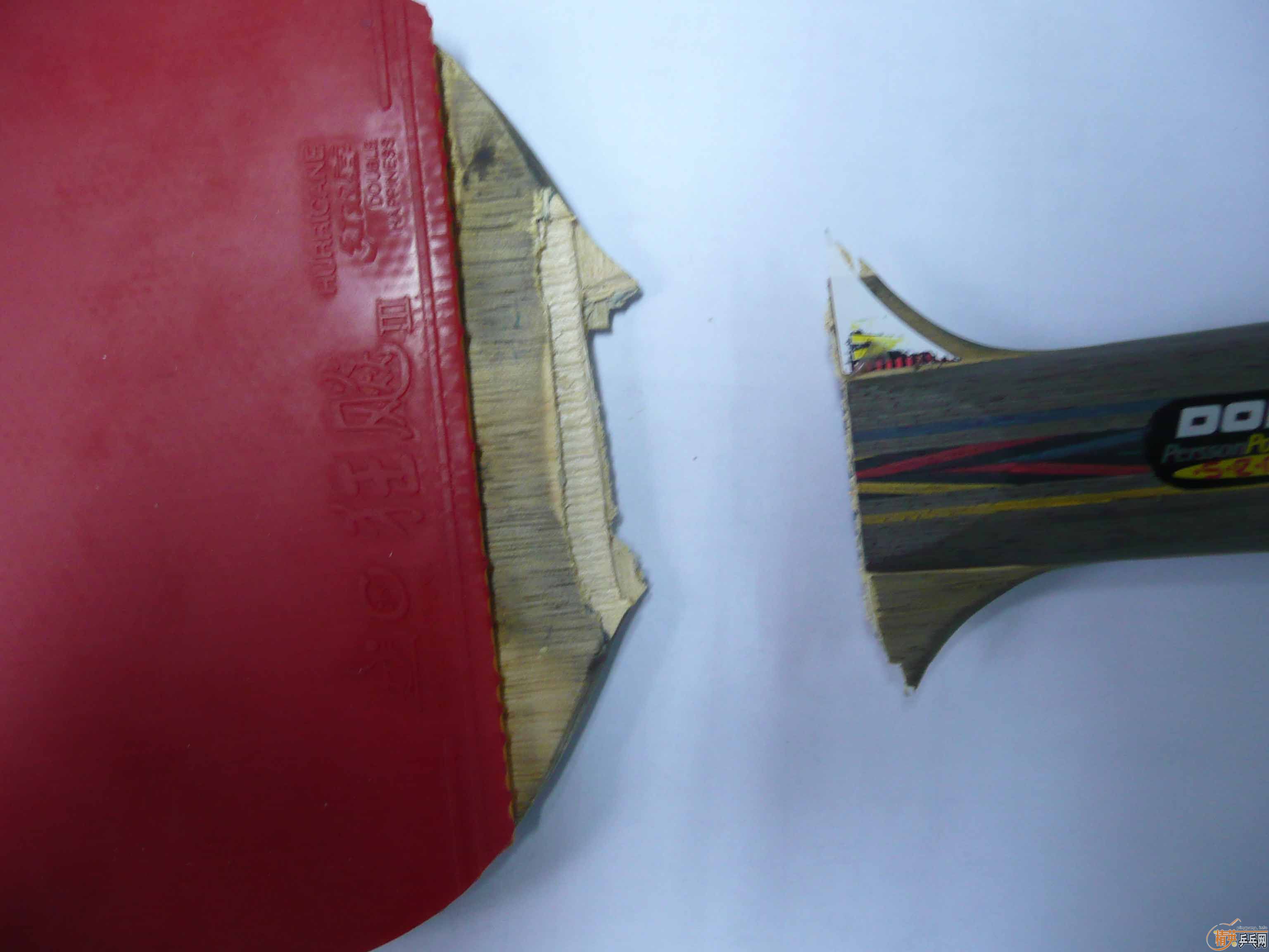 �����ģ����Ƶĳ�һֻ��֫����