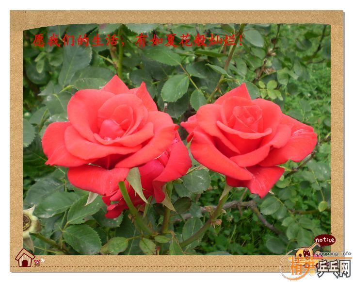 ţףӢƹװλλ