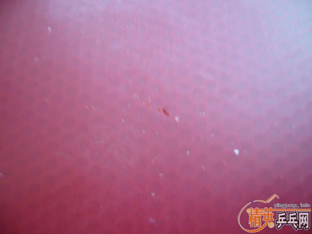 ӭʥ�� ������ ������RENANOS BRIGHT�����ˣ�~~����������~½�������������׳�~~